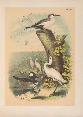 Reproducción/Reproduction 6022143287: The birds of North America New York :Published under the auspices of the Natural Science Association of America,1903