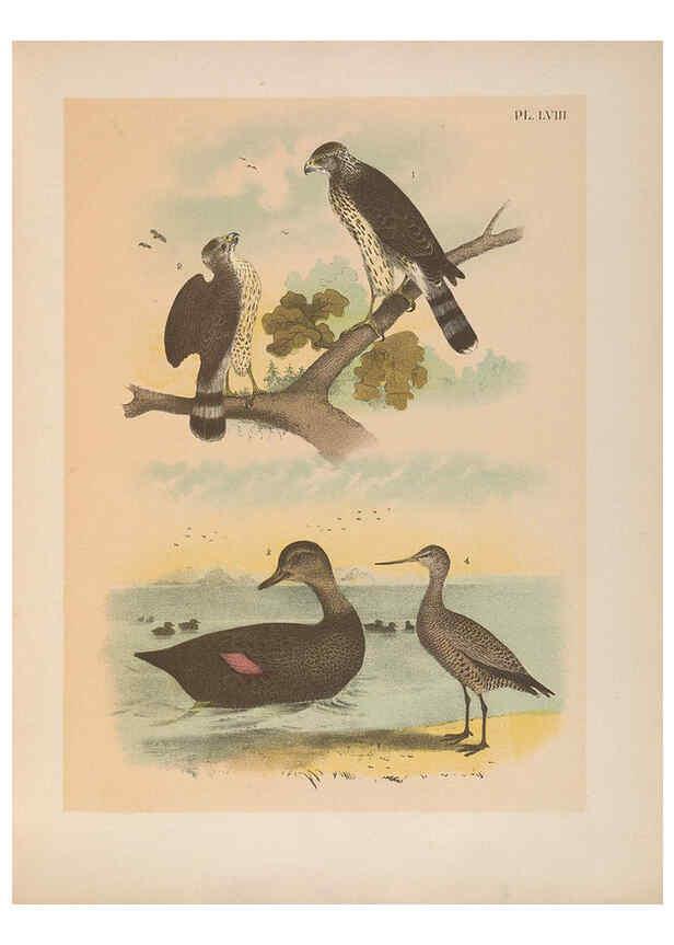 Reproducción/Reproduction 6022700314: The birds of North America New York :Published under the auspices of the Natural Science Association of America,1903