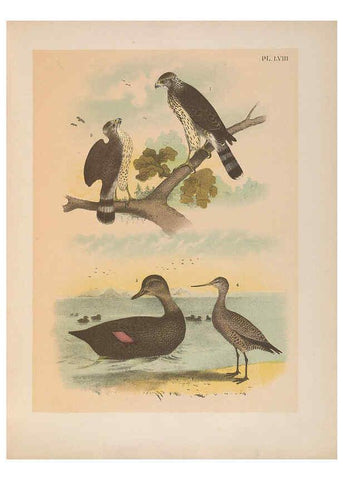 Reproducción/Reproduction 6022700314: The birds of North America New York :Published under the auspices of the Natural Science Association of America,1903