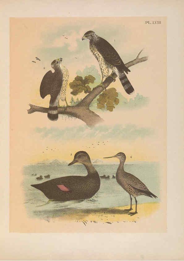 Reproducción/Reproduction 6022700314: The birds of North America New York :Published under the auspices of the Natural Science Association of America,1903