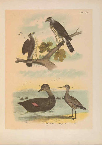Reproducción/Reproduction 6022700314: The birds of North America New York :Published under the auspices of the Natural Science Association of America,1903