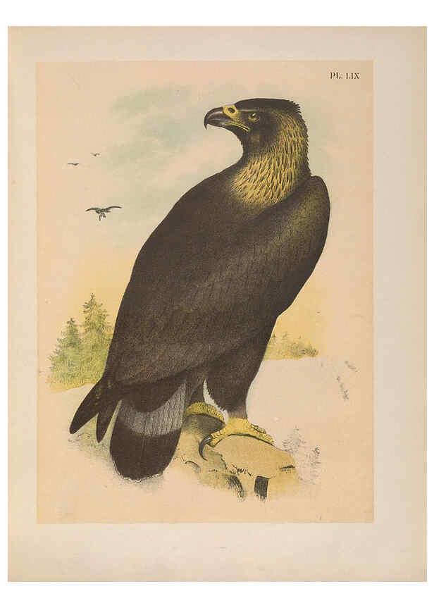 Reproducción/Reproduction 6022700744: The birds of North America New York :Published under the auspices of the Natural Science Association of America,1903