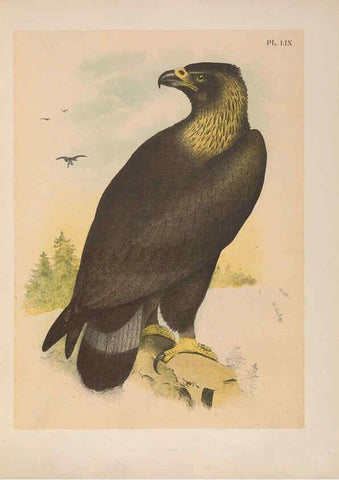 Reproducción/Reproduction 6022700744: The birds of North America New York :Published under the auspices of the Natural Science Association of America,1903