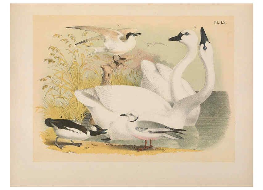 Reproducción/Reproduction 6022144189: The birds of North America New York :Published under the auspices of the Natural Science Association of America,1903