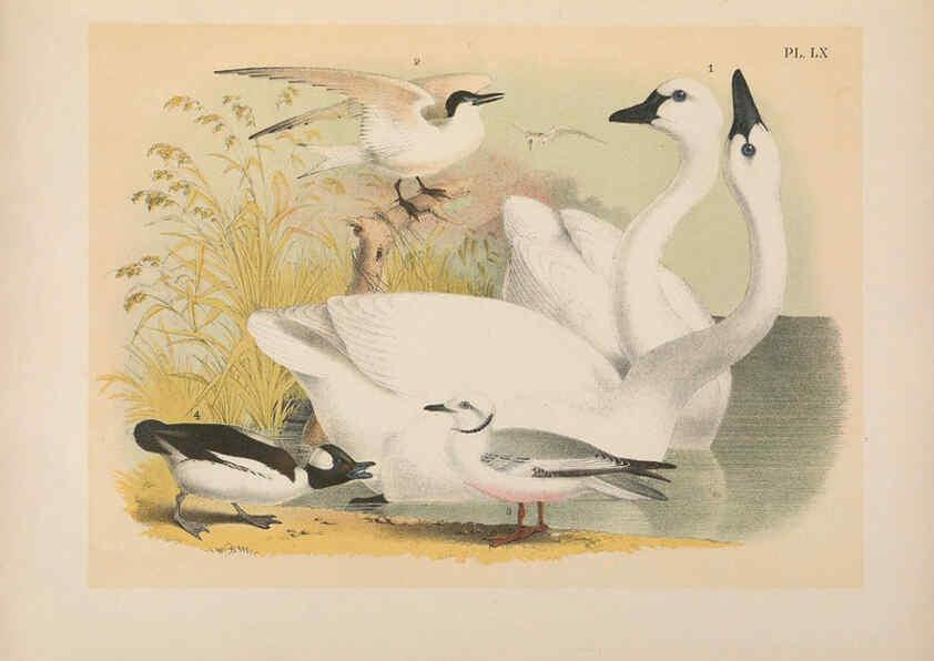 Reproducción/Reproduction 6022144189: The birds of North America New York :Published under the auspices of the Natural Science Association of America,1903