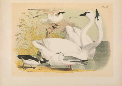 Reproducción/Reproduction 6022144189: The birds of North America New York :Published under the auspices of the Natural Science Association of America,1903
