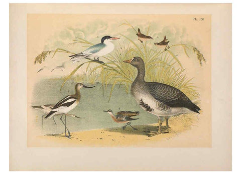 Reproducción/Reproduction 6022701246: The birds of North America New York :Published under the auspices of the Natural Science Association of America,1903