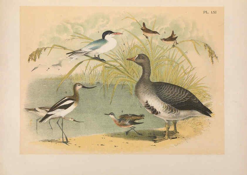 Reproducción/Reproduction 6022701246: The birds of North America New York :Published under the auspices of the Natural Science Association of America,1903