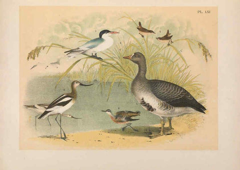 Reproducción/Reproduction 6022701246: The birds of North America New York :Published under the auspices of the Natural Science Association of America,1903