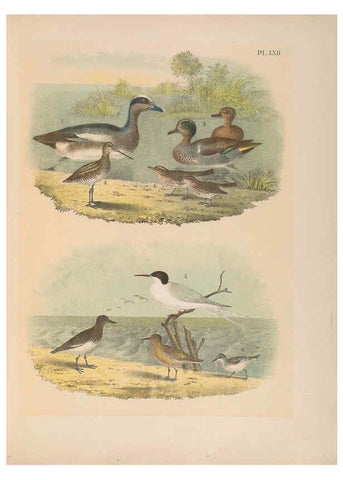 Reproducción/Reproduction 6022701550: The birds of North America New York :Published under the auspices of the Natural Science Association of America,1903