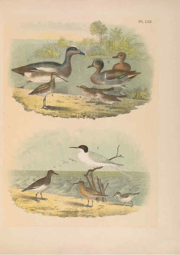 Reproducción/Reproduction 6022701550: The birds of North America New York :Published under the auspices of the Natural Science Association of America,1903