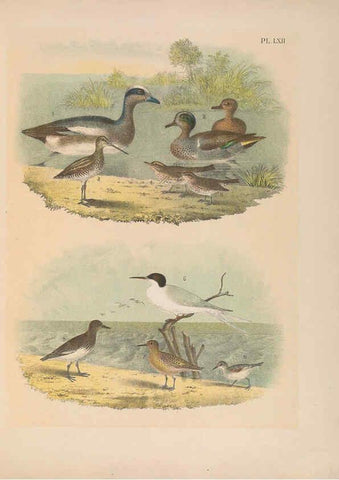 Reproducción/Reproduction 6022701550: The birds of North America New York :Published under the auspices of the Natural Science Association of America,1903