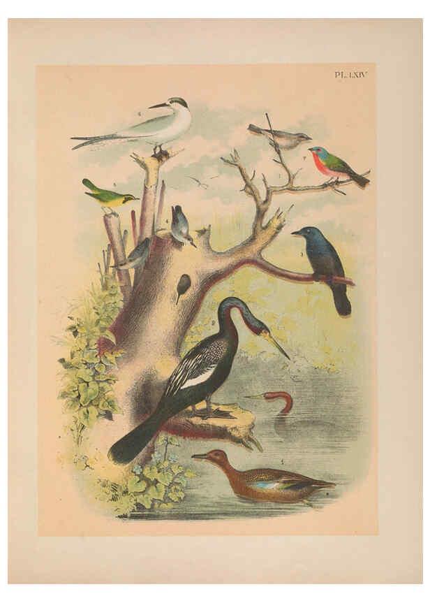 Reproducción/Reproduction 6022145787: The birds of North America New York :Published under the auspices of the Natural Science Association of America,1903