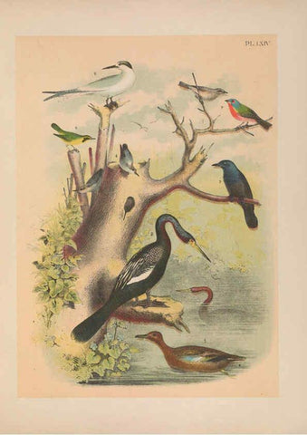 Reproducción/Reproduction 6022145787: The birds of North America New York :Published under the auspices of the Natural Science Association of America,1903
