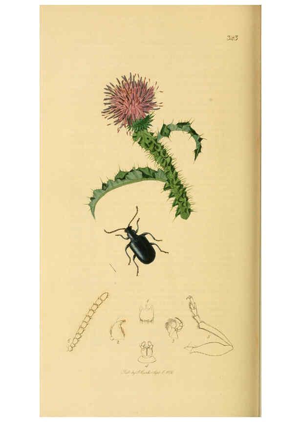 Reproducción/Reproduction 6022464416: British entomology. v.2 London,Printed for the author,1823-40