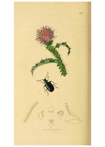 Reproducción/Reproduction 6022464416: British entomology. v.2 London,Printed for the author,1823-40
