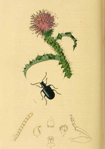 Reproducción/Reproduction 6022464416: British entomology. v.2 London,Printed for the author,1823-40