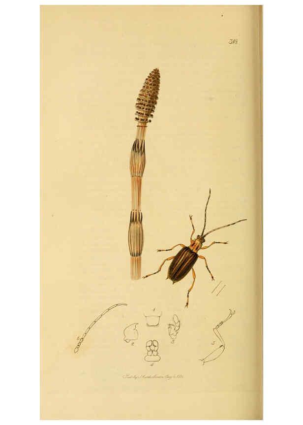 Reproducción/Reproduction 6021907293: British entomology. v.2 London,Printed for the author,1823-40