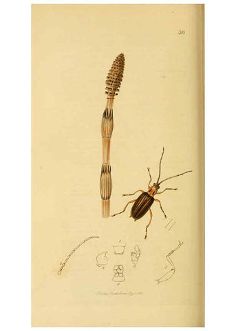 Reproducción/Reproduction 6021907293: British entomology. v.2 London,Printed for the author,1823-40