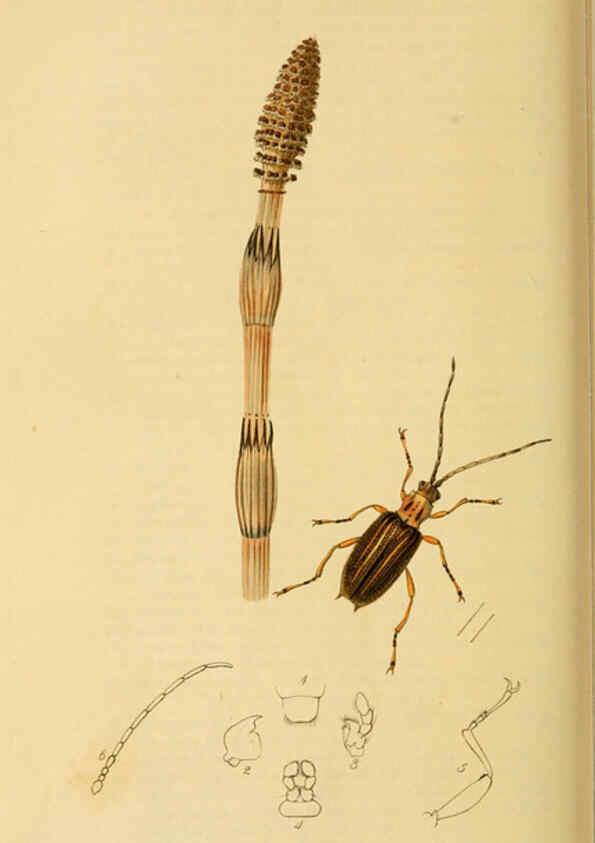 Reproducción/Reproduction 6021907293: British entomology. v.2 London,Printed for the author,1823-40