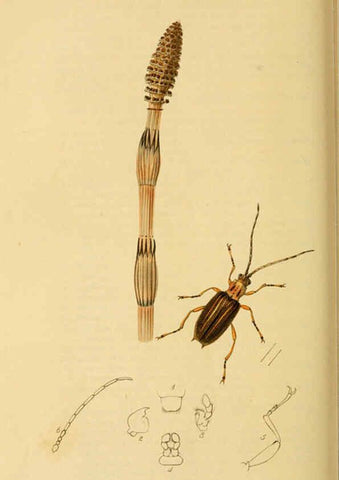 Reproducción/Reproduction 6021907293: British entomology. v.2 London,Printed for the author,1823-40