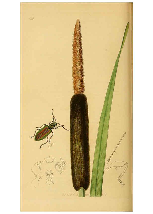 Reproducción/Reproduction 6021906925: British entomology. v.2 London,Printed for the author,1823-40