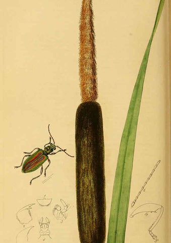 Reproducción/Reproduction 6021906925: British entomology. v.2 London,Printed for the author,1823-40