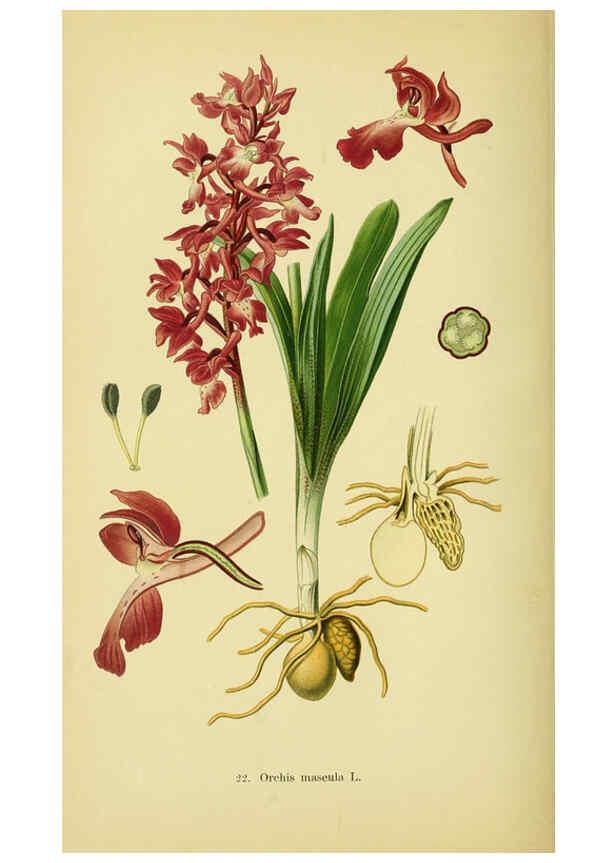 Reproducción/Reproduction 6022119078: Abbildungen der in Deutschland und den angrenzenden gebieten vorkommenden grundformen der orchideenarten Berlin,R. Friedländer & sohn,1904