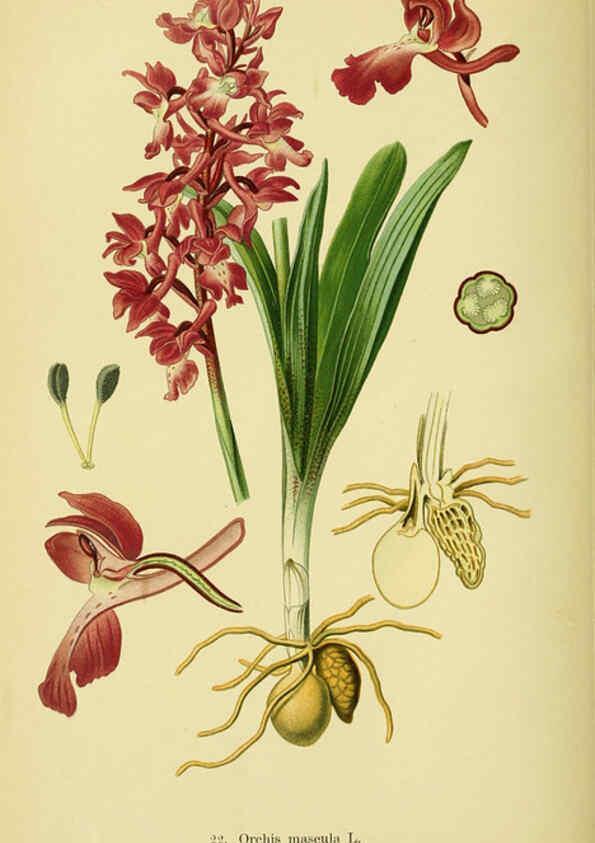 Reproducción/Reproduction 6022119078: Abbildungen der in Deutschland und den angrenzenden gebieten vorkommenden grundformen der orchideenarten Berlin,R. Friedländer & sohn,1904