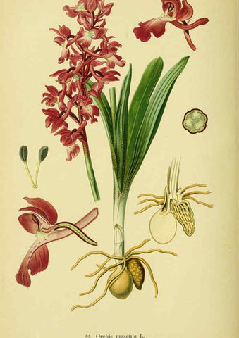 Reproducción/Reproduction 6022119078: Abbildungen der in Deutschland und den angrenzenden gebieten vorkommenden grundformen der orchideenarten Berlin,R. Friedländer & sohn,1904