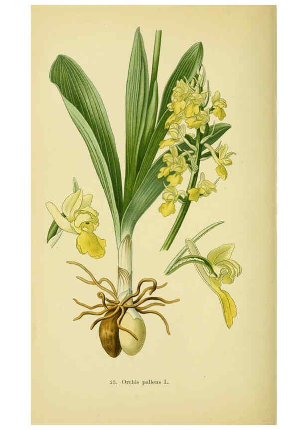 Reproducción/Reproduction 6022119330: Abbildungen der in Deutschland und den angrenzenden gebieten vorkommenden grundformen der orchideenarten Berlin,R. Friedländer & sohn,1904