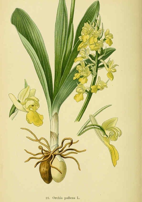Reproducción/Reproduction 6022119330: Abbildungen der in Deutschland und den angrenzenden gebieten vorkommenden grundformen der orchideenarten Berlin,R. Friedländer & sohn,1904