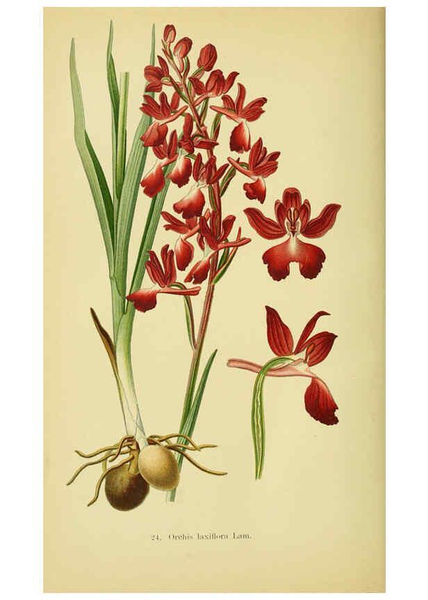 Reproducción/Reproduction 6021564329: Abbildungen der in Deutschland und den angrenzenden gebieten vorkommenden grundformen der orchideenarten Berlin,R. Friedländer & sohn,1904