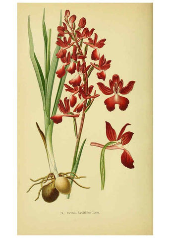 Reproducción/Reproduction 6021564329: Abbildungen der in Deutschland und den angrenzenden gebieten vorkommenden grundformen der orchideenarten Berlin,R. Friedländer & sohn,1904