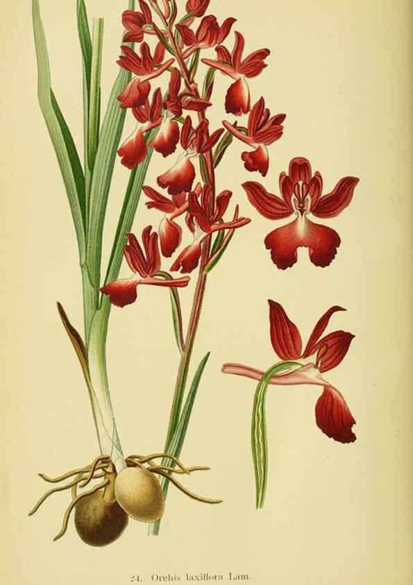 Reproducción/Reproduction 6021564329: Abbildungen der in Deutschland und den angrenzenden gebieten vorkommenden grundformen der orchideenarten Berlin,R. Friedländer & sohn,1904