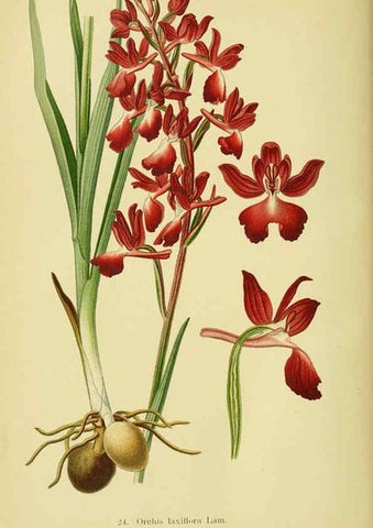 Reproducción/Reproduction 6021564329: Abbildungen der in Deutschland und den angrenzenden gebieten vorkommenden grundformen der orchideenarten Berlin,R. Friedländer & sohn,1904