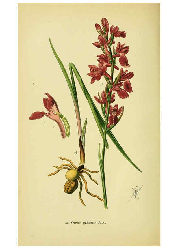Reproducción/Reproduction 6021564687: Abbildungen der in Deutschland und den angrenzenden gebieten vorkommenden grundformen der orchideenarten Berlin,R. Friedländer & sohn,1904