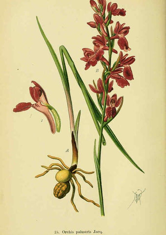 Reproducción/Reproduction 6021564687: Abbildungen der in Deutschland und den angrenzenden gebieten vorkommenden grundformen der orchideenarten Berlin,R. Friedländer & sohn,1904