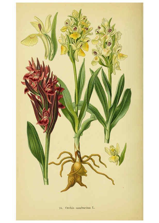 Reproducción/Reproduction 6022120372: Abbildungen der in Deutschland und den angrenzenden gebieten vorkommenden grundformen der orchideenarten Berlin,R. Friedländer & sohn,1904