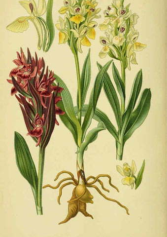 Reproducción/Reproduction 6022120372: Abbildungen der in Deutschland und den angrenzenden gebieten vorkommenden grundformen der orchideenarten Berlin,R. Friedländer & sohn,1904