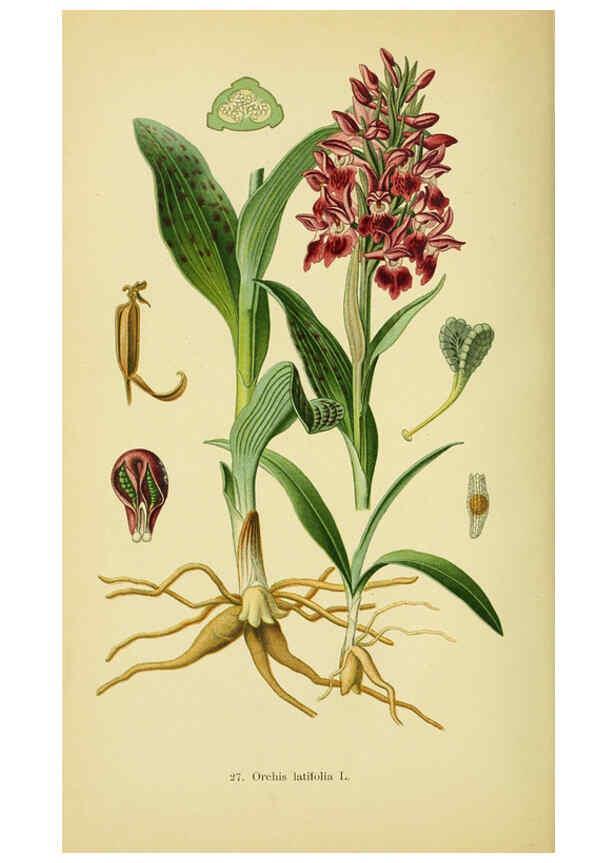 Reproducción/Reproduction 6022120730: Abbildungen der in Deutschland und den angrenzenden gebieten vorkommenden grundformen der orchideenarten Berlin,R. Friedländer & sohn,1904