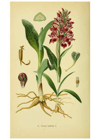 Reproducción/Reproduction 6022120730: Abbildungen der in Deutschland und den angrenzenden gebieten vorkommenden grundformen der orchideenarten Berlin,R. Friedländer & sohn,1904
