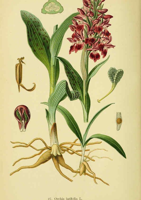 Reproducción/Reproduction 6022120730: Abbildungen der in Deutschland und den angrenzenden gebieten vorkommenden grundformen der orchideenarten Berlin,R. Friedländer & sohn,1904