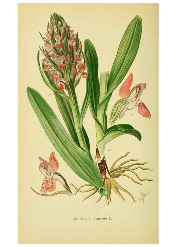 Reproducción/Reproduction 6021565637: Abbildungen der in Deutschland und den angrenzenden gebieten vorkommenden grundformen der orchideenarten Berlin,R. Friedländer & sohn,1904