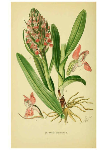Reproducción/Reproduction 6021565637: Abbildungen der in Deutschland und den angrenzenden gebieten vorkommenden grundformen der orchideenarten Berlin,R. Friedländer & sohn,1904