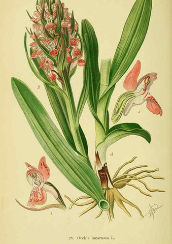 Reproducción/Reproduction 6021565637: Abbildungen der in Deutschland und den angrenzenden gebieten vorkommenden grundformen der orchideenarten Berlin,R. Friedländer & sohn,1904