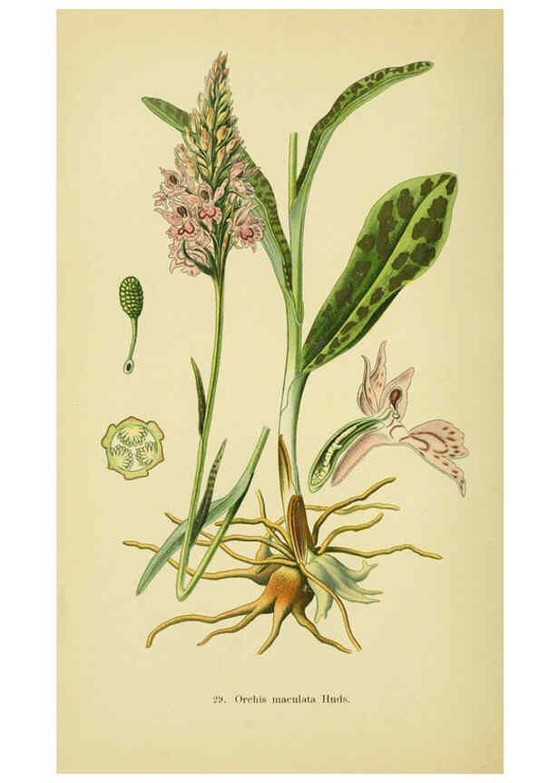 Reproducción/Reproduction 6022121320: Abbildungen der in Deutschland und den angrenzenden gebieten vorkommenden grundformen der orchideenarten Berlin,R. Friedländer & sohn,1904