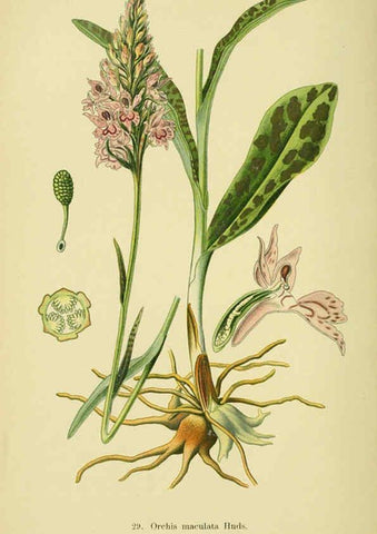 Reproducción/Reproduction 6022121320: Abbildungen der in Deutschland und den angrenzenden gebieten vorkommenden grundformen der orchideenarten Berlin,R. Friedländer & sohn,1904
