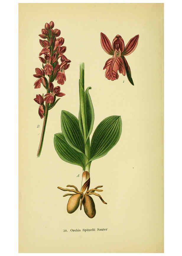 Reproducción/Reproduction 6022121634: Abbildungen der in Deutschland und den angrenzenden gebieten vorkommenden grundformen der orchideenarten Berlin,R. Friedländer & sohn,1904