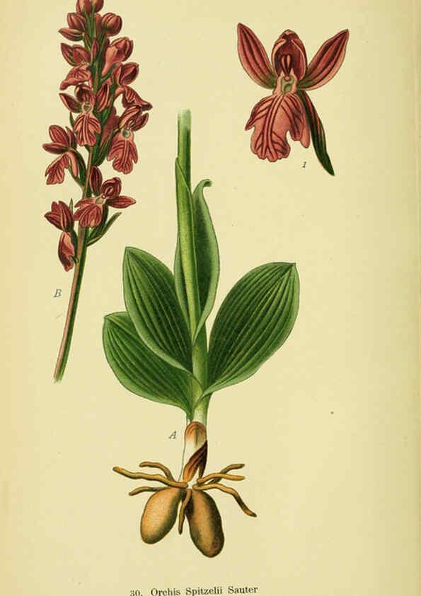 Reproducción/Reproduction 6022121634: Abbildungen der in Deutschland und den angrenzenden gebieten vorkommenden grundformen der orchideenarten Berlin,R. Friedländer & sohn,1904